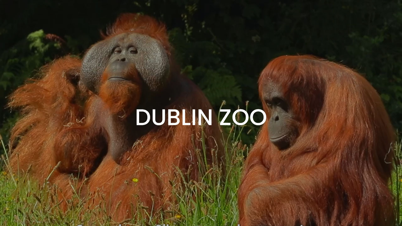 The Festival of Curiosity at Dublin Zoo